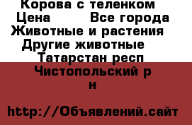 Корова с теленком › Цена ­ 69 - Все города Животные и растения » Другие животные   . Татарстан респ.,Чистопольский р-н